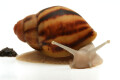 Archachatina marginataI cf. suturalis Nigeria typ 4 silver body juvenil